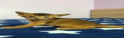 Abyssinian cats for sale: Beautiful GCCF Registered Abyssinian Kittens 💙❤️ - Advert 26