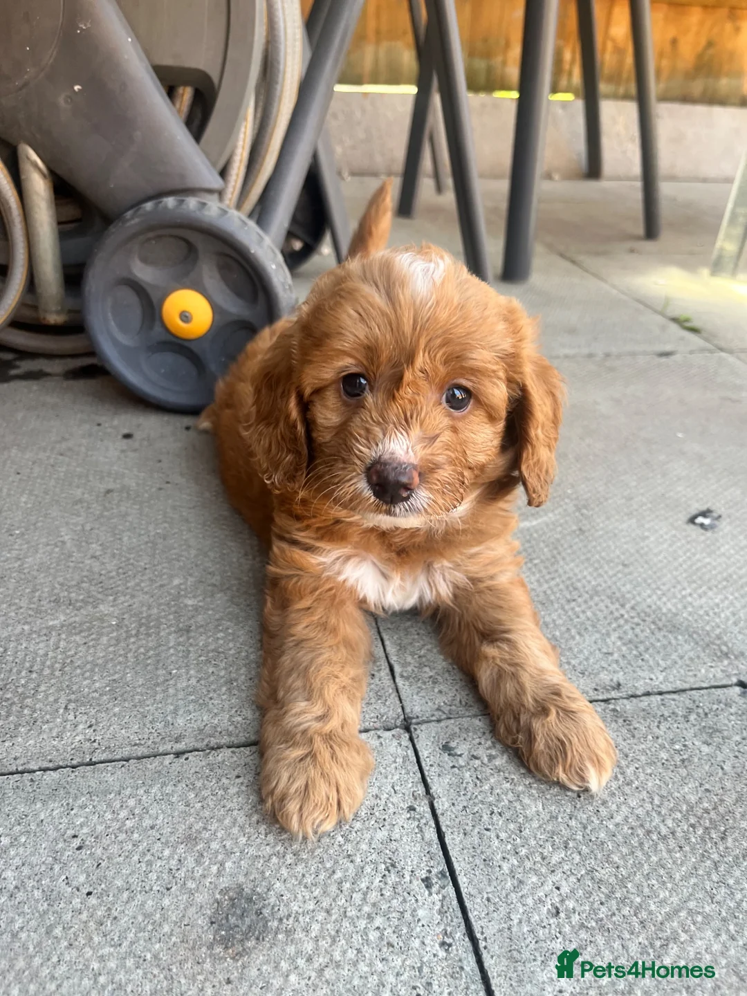 Cockapoo dogs for sale: Beautiful Multigen Cockapoo Puppies 🐶 - Advert 1