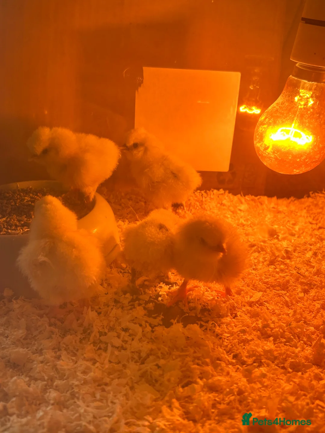 Chickens poultry for sale: Silkie pure bred chicks £15 each - Advert 1