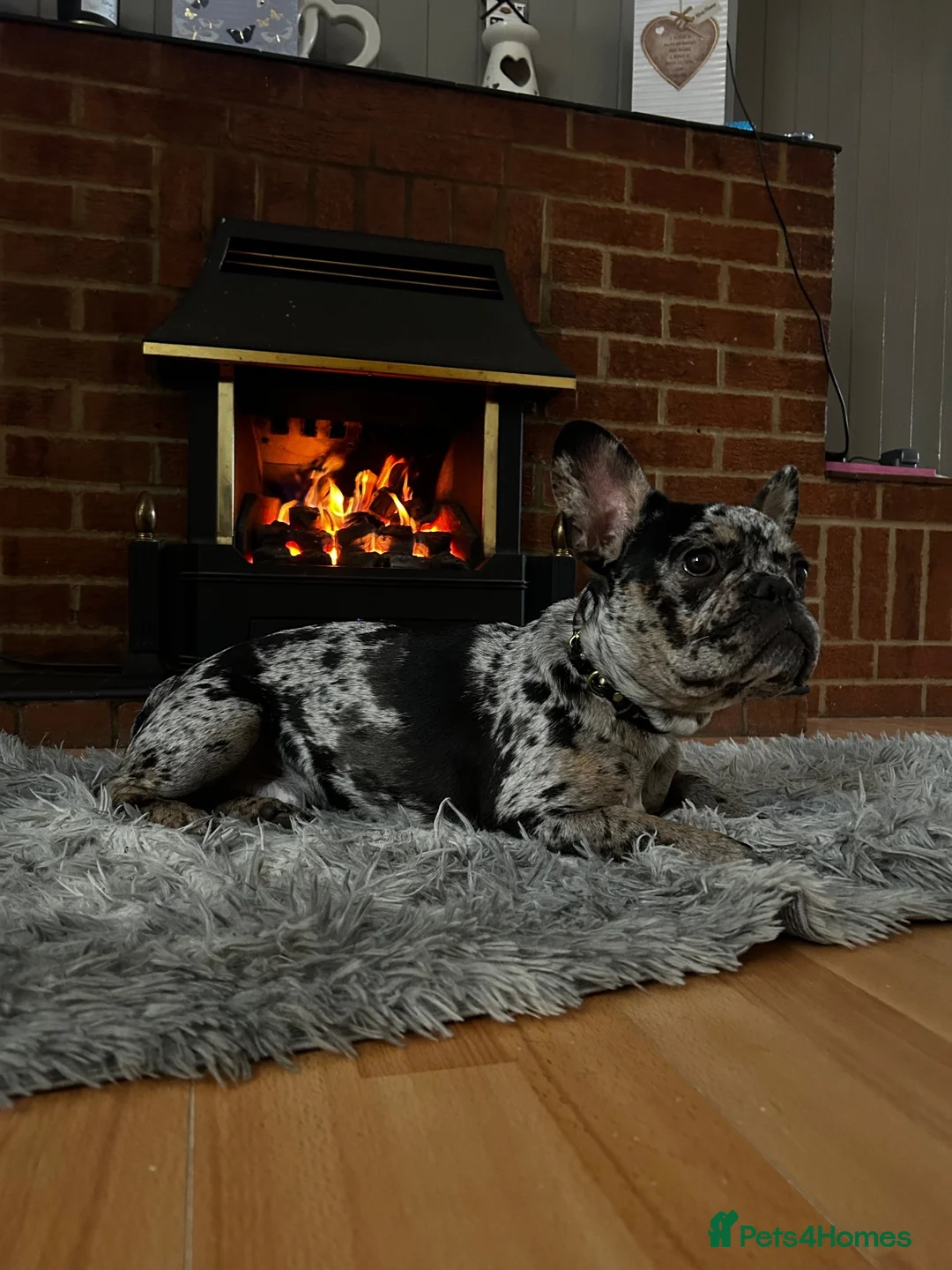 French Bulldog dogs for sale: Axel French bulldog in Chatteris - Advert 8
