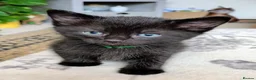 Domestic Shorthair cats for sale: Beautiful Bonded Kittens– Priced as Pairs Only 🐾  - Advert 4