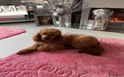 Cockapoo dogs for sale: Red cockapoo puppies - Image 2