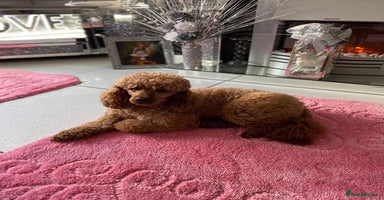 Cockapoo dogs - Advert 2