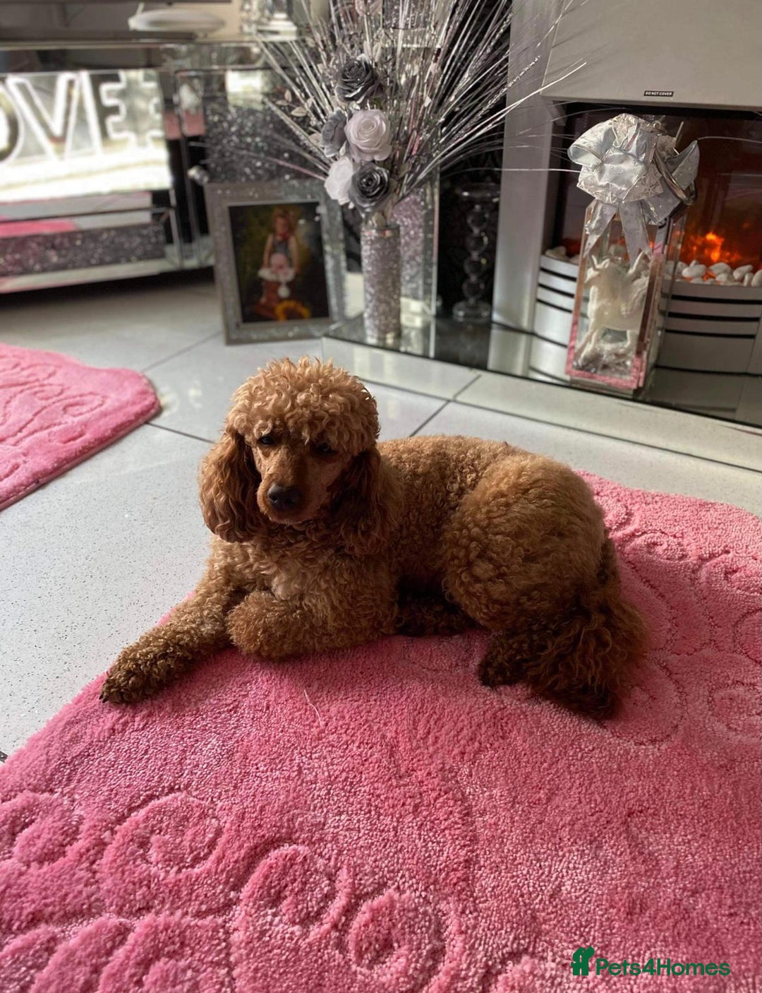 Cockapoo dogs for sale: Red cockapoo puppies - Image 2