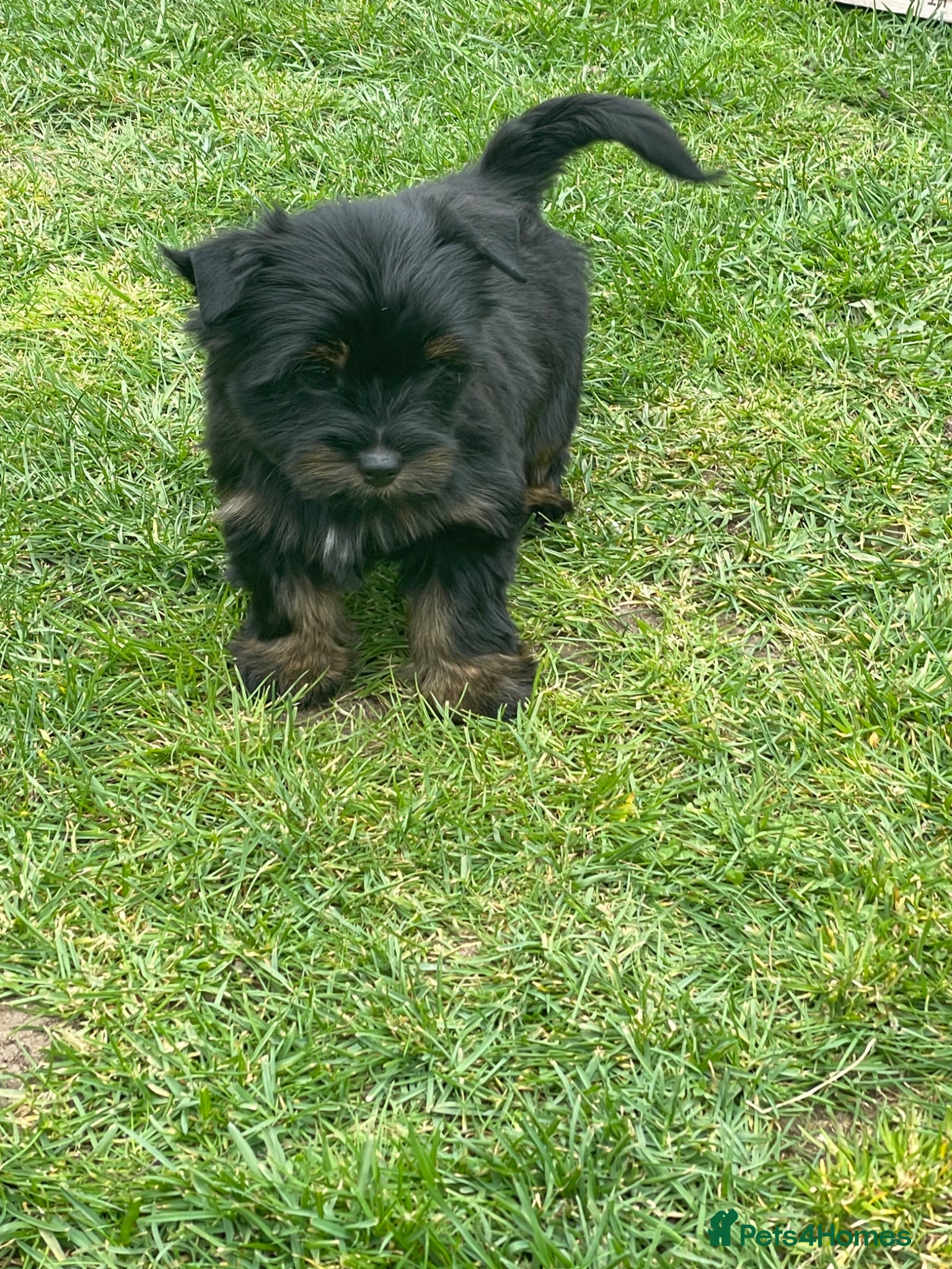 Yorkshire Terrier dogs York Terrier ,Black Tan - Advert 2