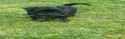 Yorkshire Terrier dogs for sale: York Terrier ,Black Tan - Advert 5