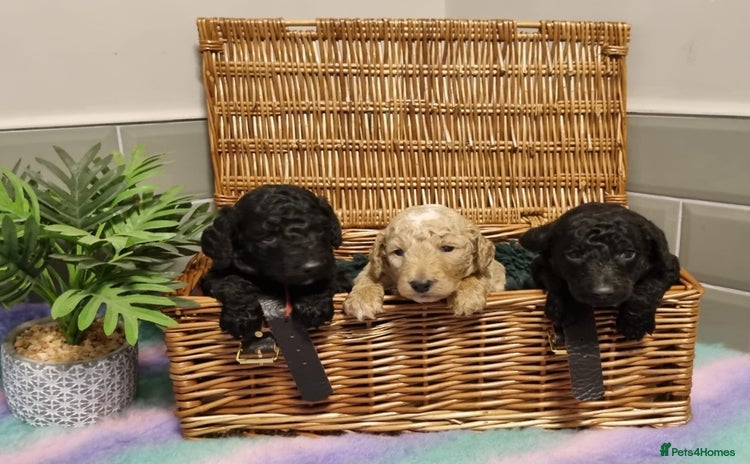 Mixed Breed dogs - Advert 2