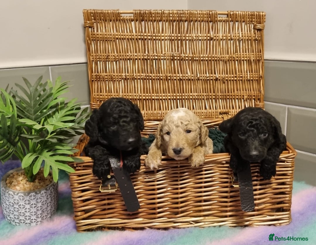 Mixed Breed dogs for sale: Moyen Poodles - Image 1