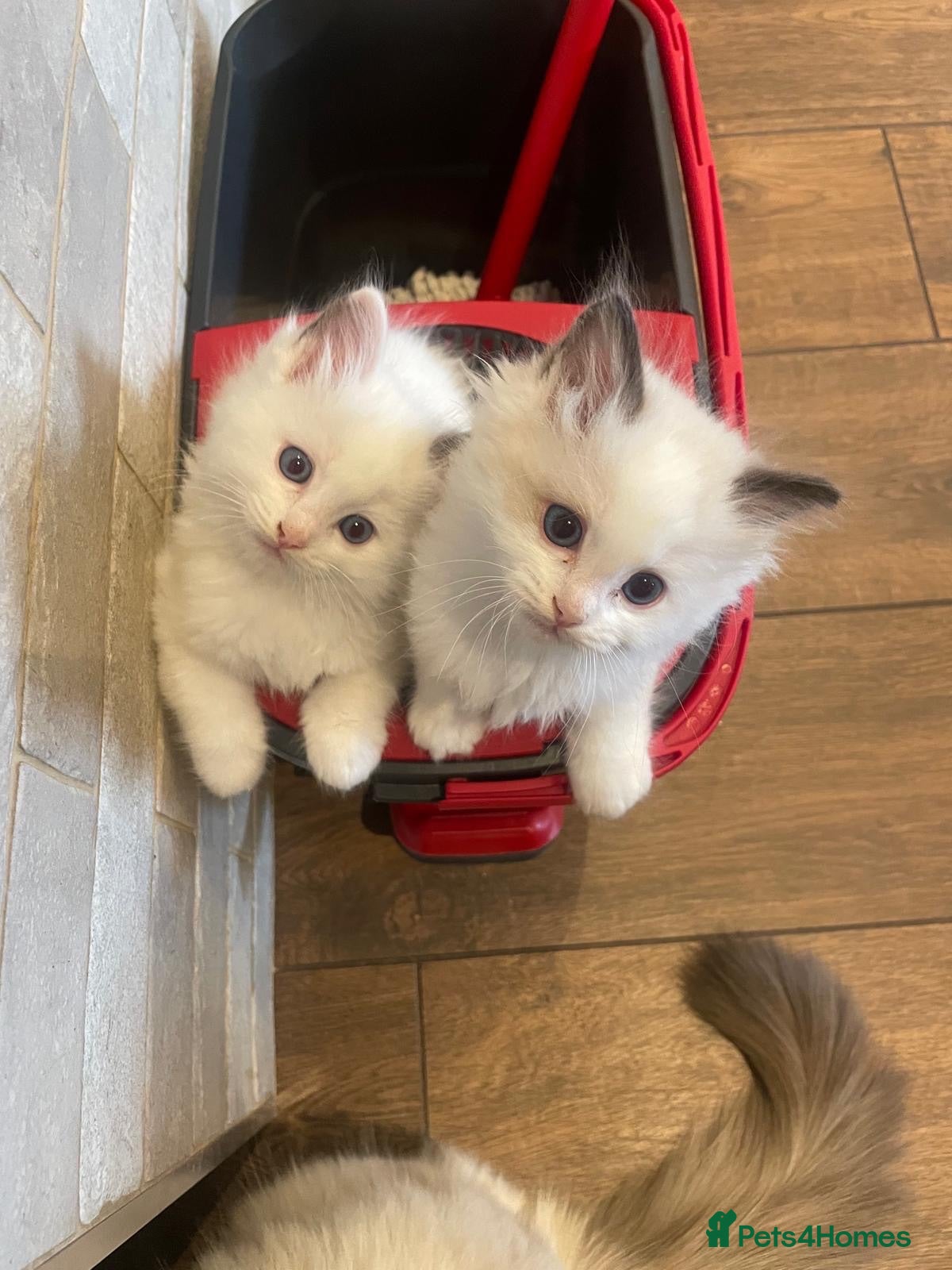Ragdoll cats 💙 3 Left! Beautiful Ragdoll Kittens for Sale - Advert 2
