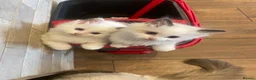 Ragdoll cats for sale: 💙 3 Left! Beautiful Ragdoll Kittens for Sale - Advert 2