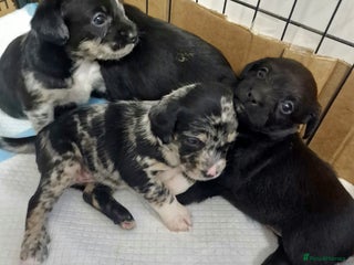 Mixed Breed dogs - Advert 2