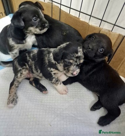 Mixed Breed dogs - Advert 8