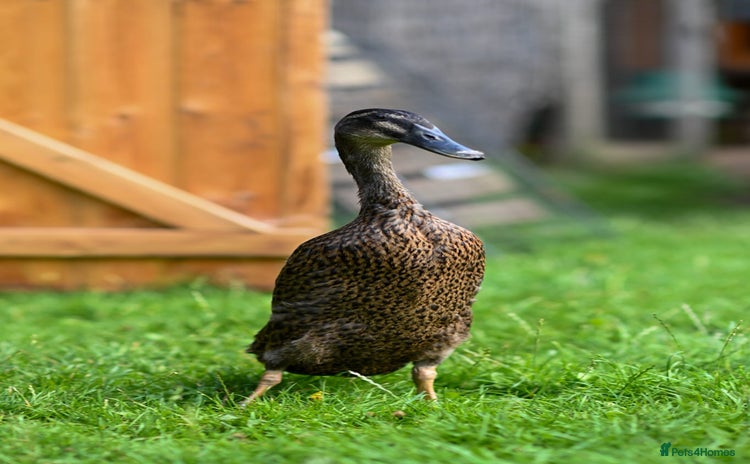 Ducks poultry - Advert 3