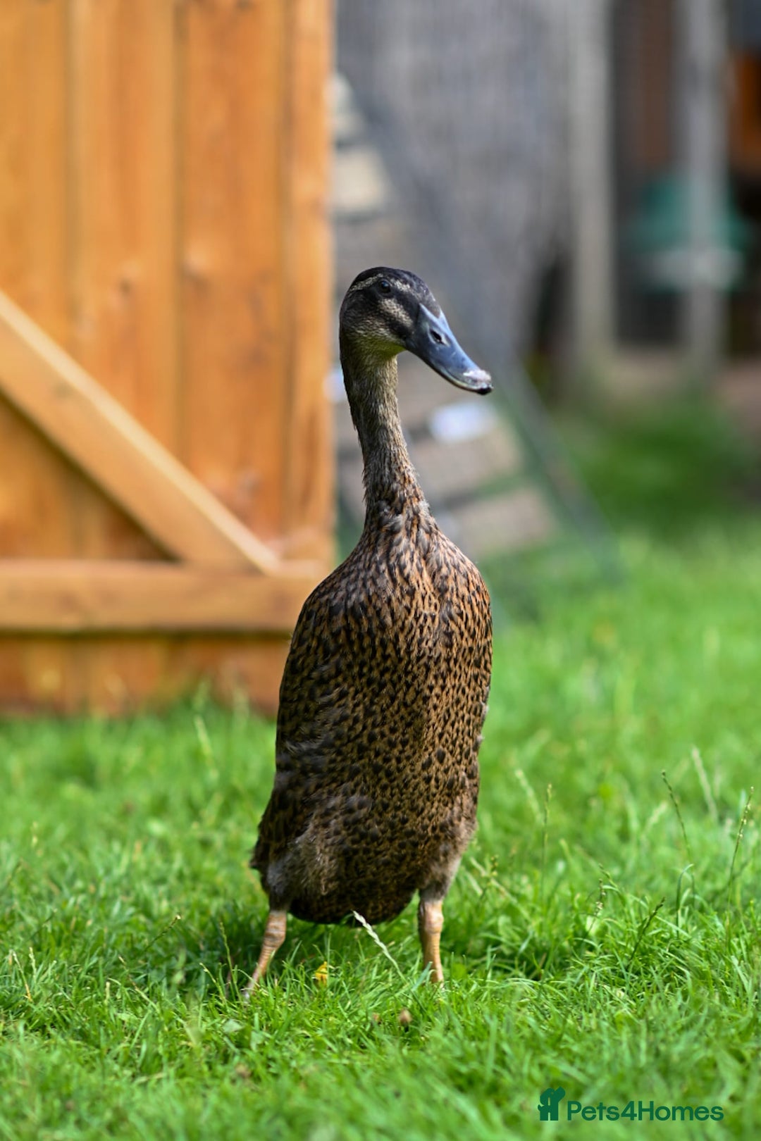 Ducks poultry for sale: Three male Indian Runner Ducks - Image 1