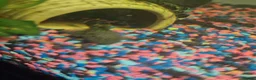 Other/Mixed Breed fish for sale: Mixed tropical fish available please read in Poole - Advert 2
