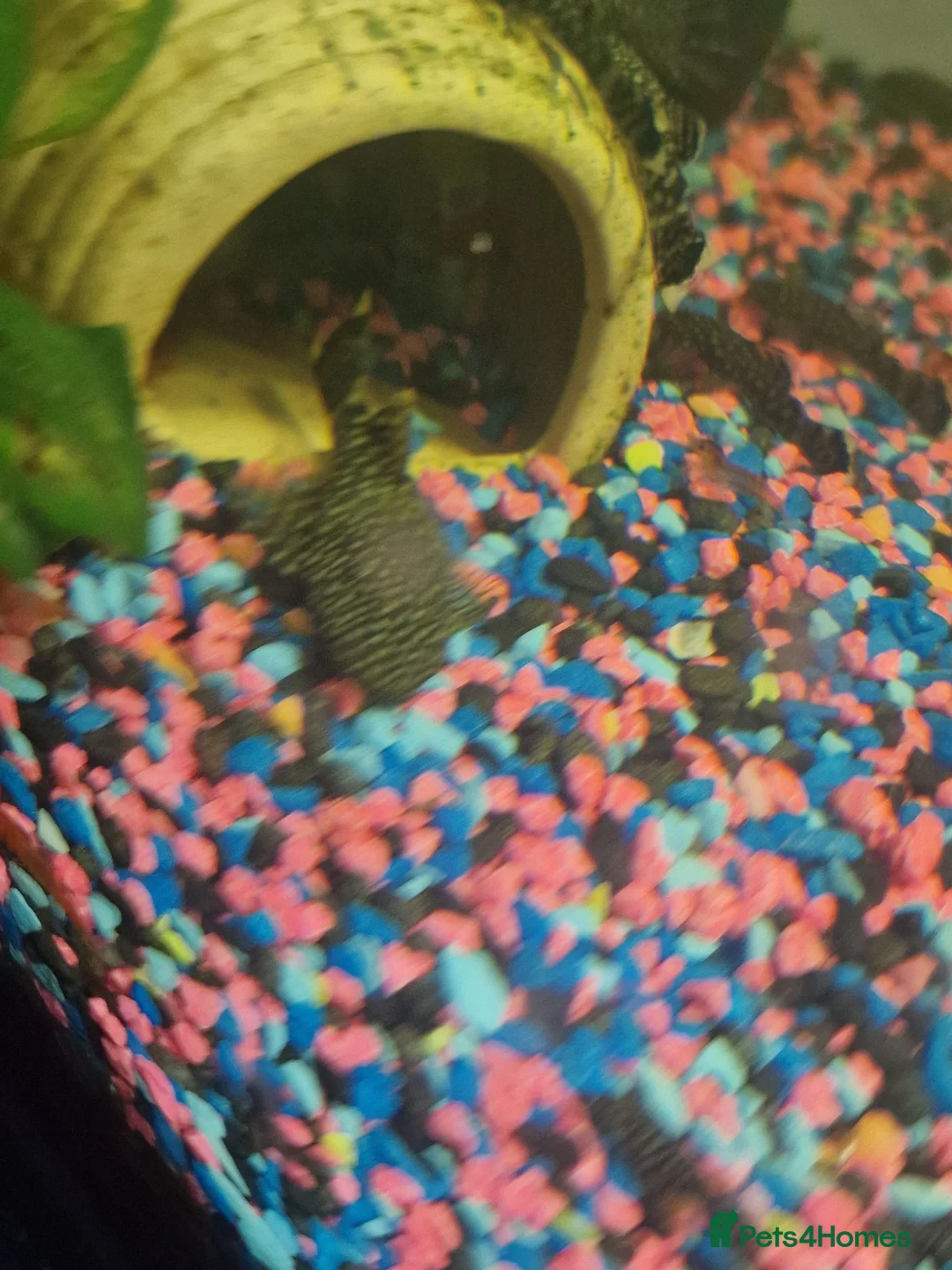 Other/Mixed Breed fish for sale: Mixed tropical fish available please read in Poole - Advert 2