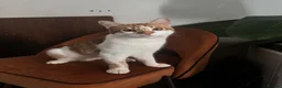 Domestic Shorthair cats for sale: 8 mo MALE domestic ginger/white kitten in London - Advert 1