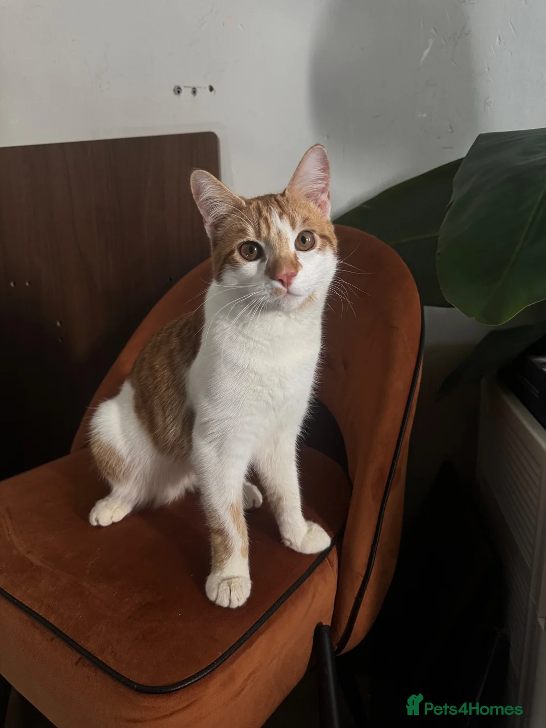 Domestic Shorthair cats for sale: 8 mo MALE domestic ginger/white kitten in London - Advert 1