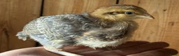 Chickens poultry for sale: Pure bred cream leg bar chicks - Advert 2