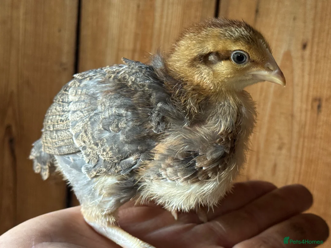 Chickens poultry for sale: Pure bred cream leg bar chicks - Advert 2