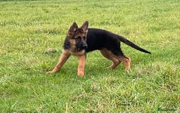 German Shepherd dogs for sale: 25 years experience breeding German Shepherds  - Image 10