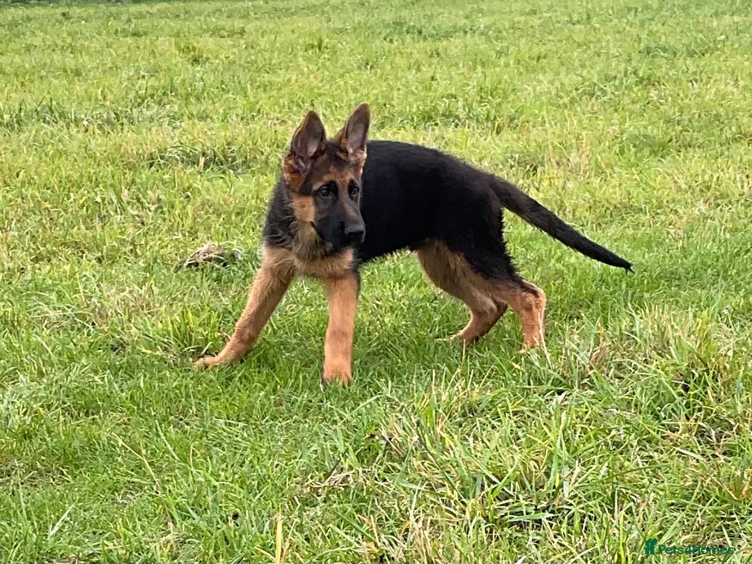German Shepherd dogs for sale: 25 years experience breeding German Shepherds  - Image 10