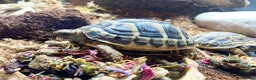Hermann Tortoise reptiles for sale: Two Hermanns tortoises  - Advert 4