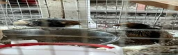 Chickens poultry for sale: Gold sebrights breeding pairs - Advert 6