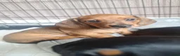 Dachshund dogs for sale: 2 gorgeous dachshund pups for sale - Advert 8