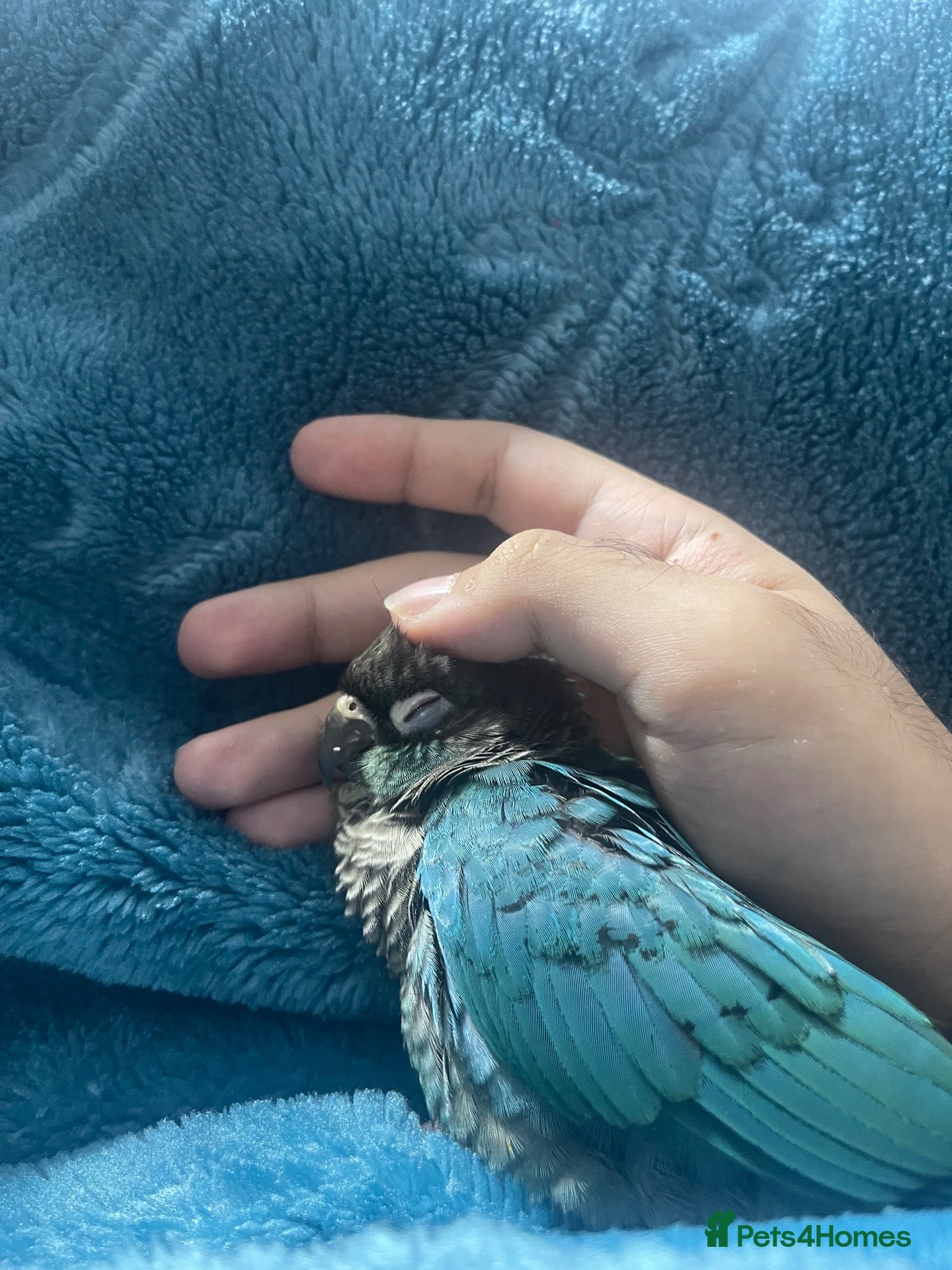 Conures birds Torquise conure looking for a new home in Leeds - Advert 3