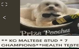 Maltipoo dogs for sale: Stunning maltipoo puppies - Image 10
