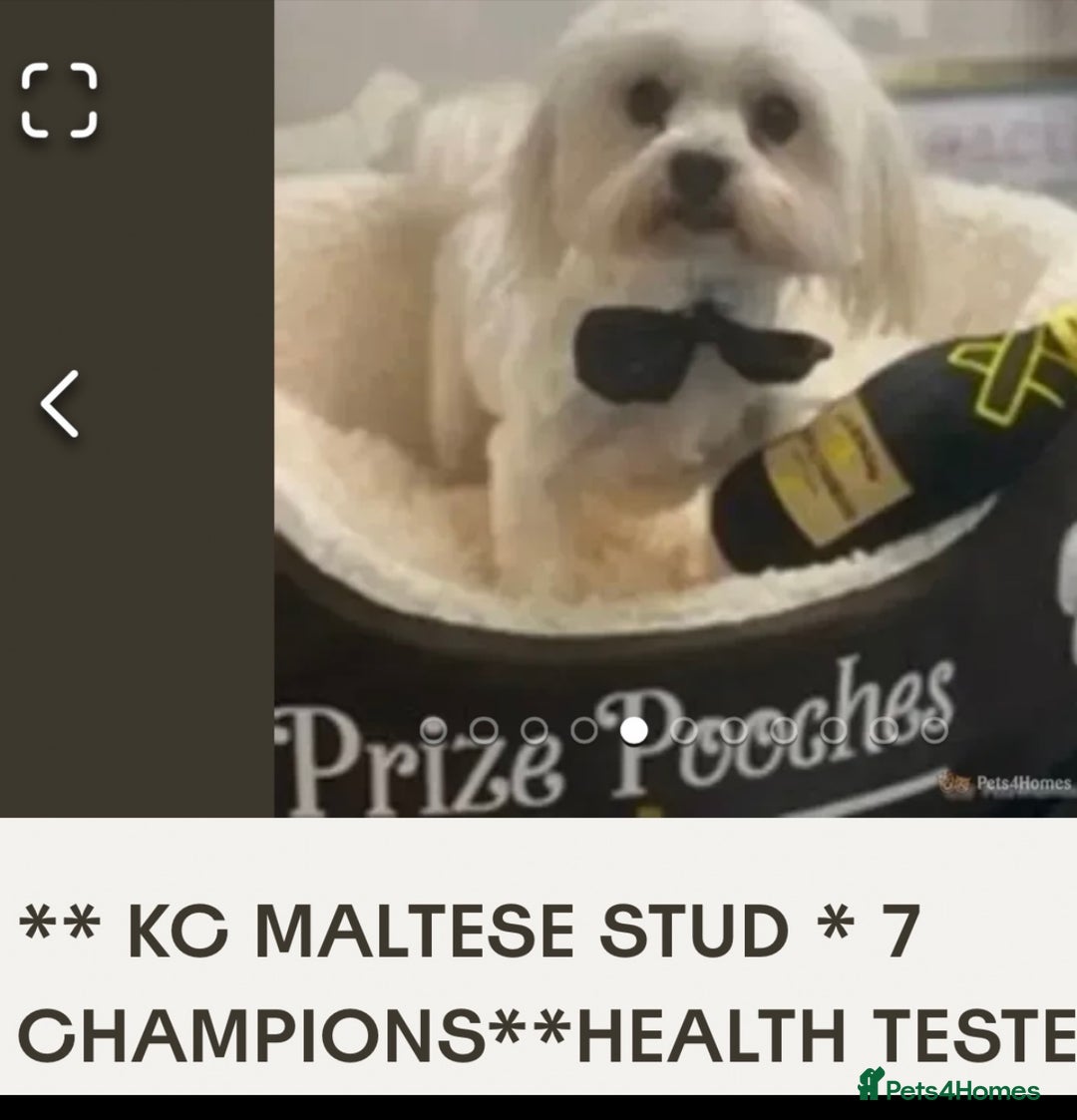 Maltipoo dogs for sale: Stunning maltipoo puppies - Image 10