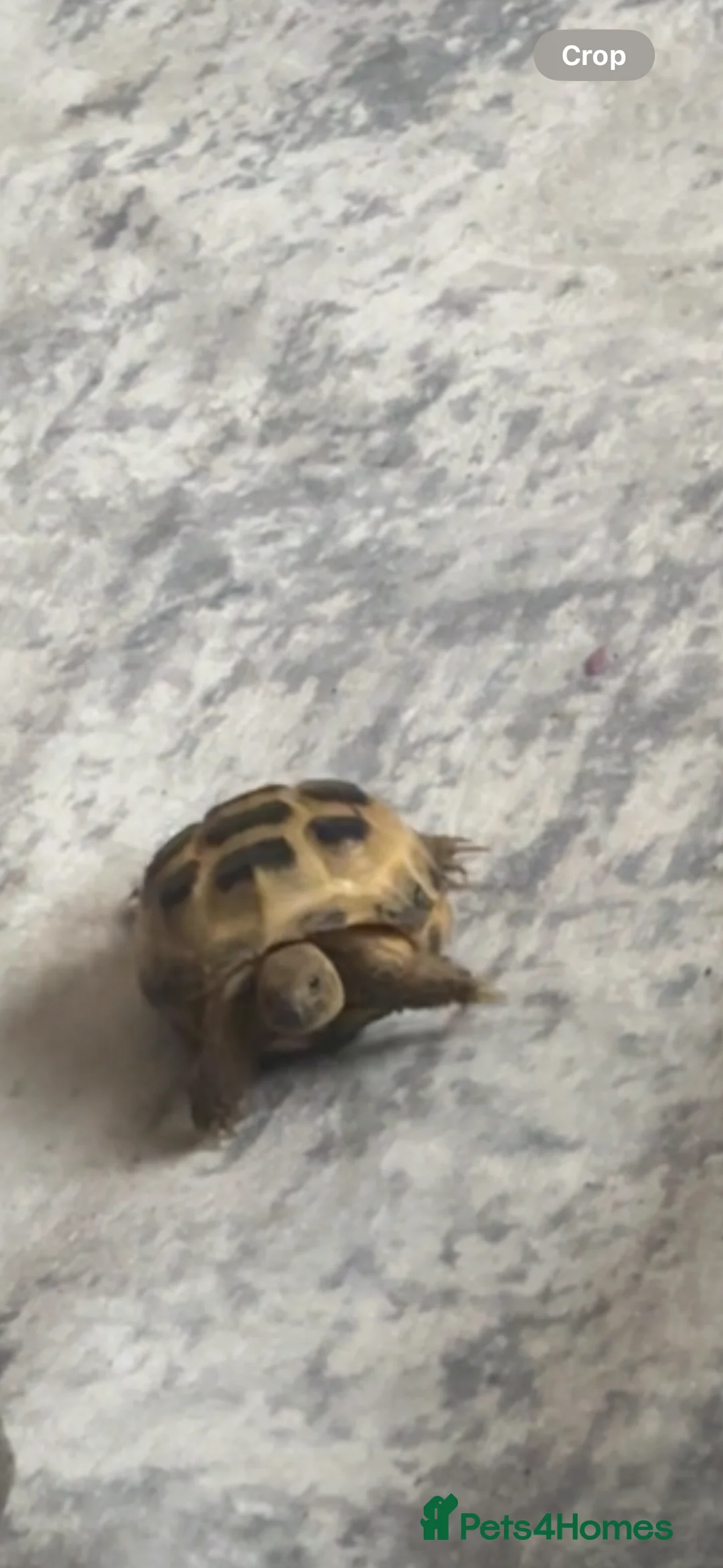 Tortoise reptiles for sale: baby tortoise with full set up - Advert 2