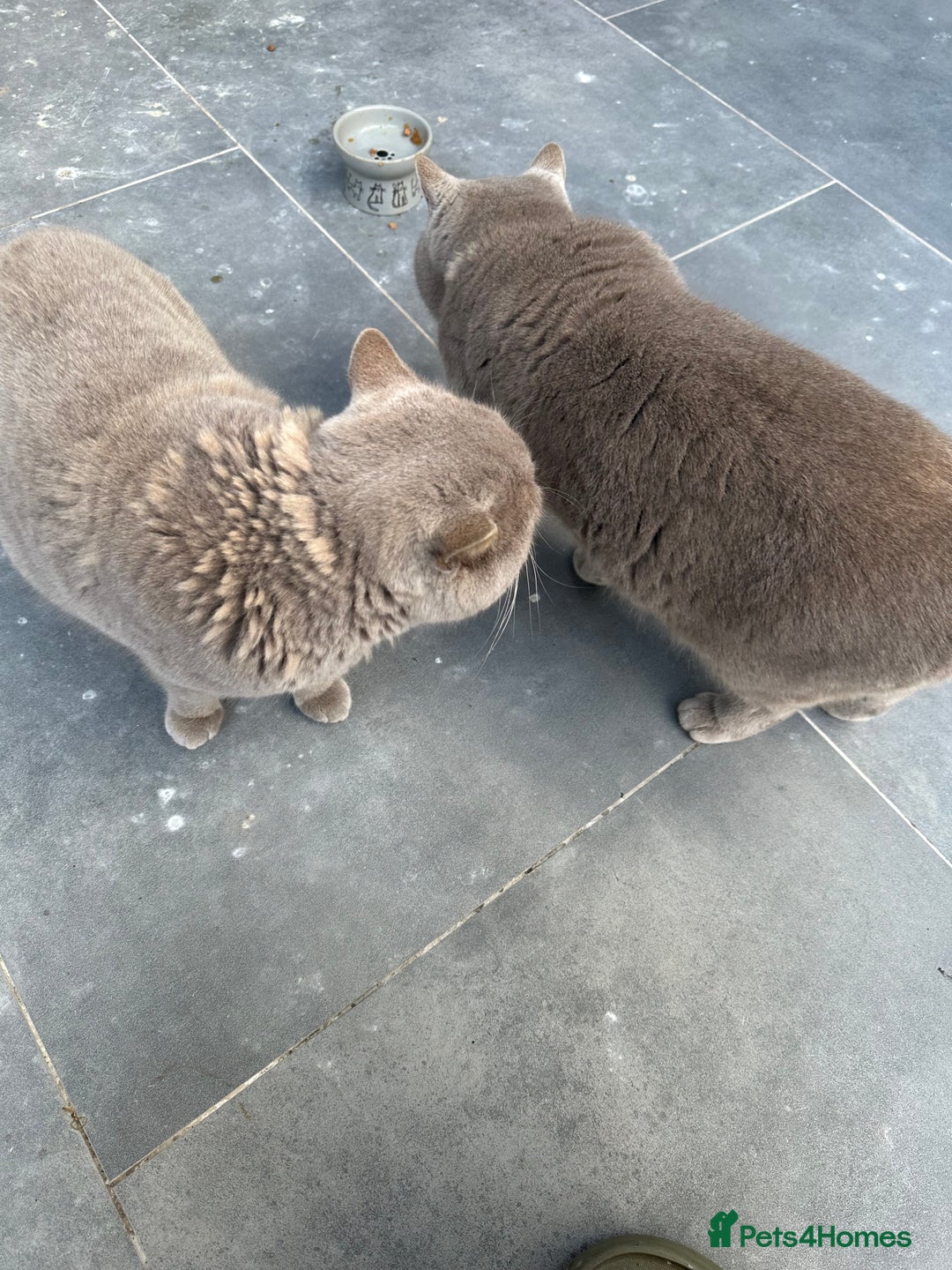 British Shorthair cats for sale: Two Male British Shorthair Free to the right hom - Advert 2