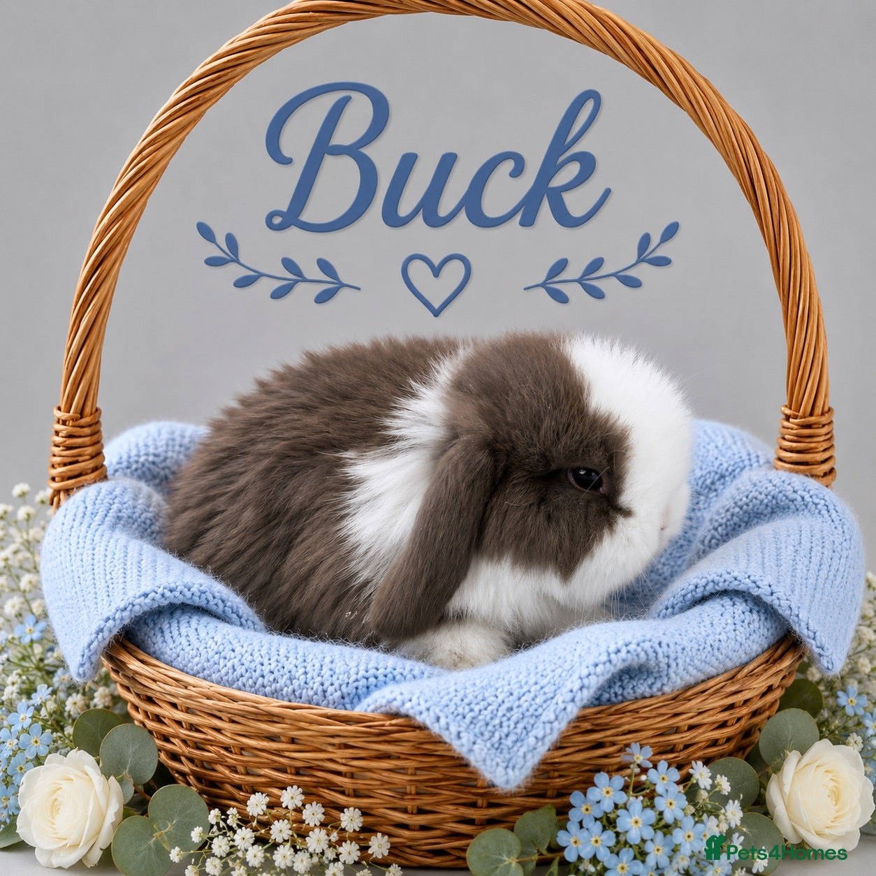 Mini Lop rabbits Pure breed Mini Lops - Advert 2