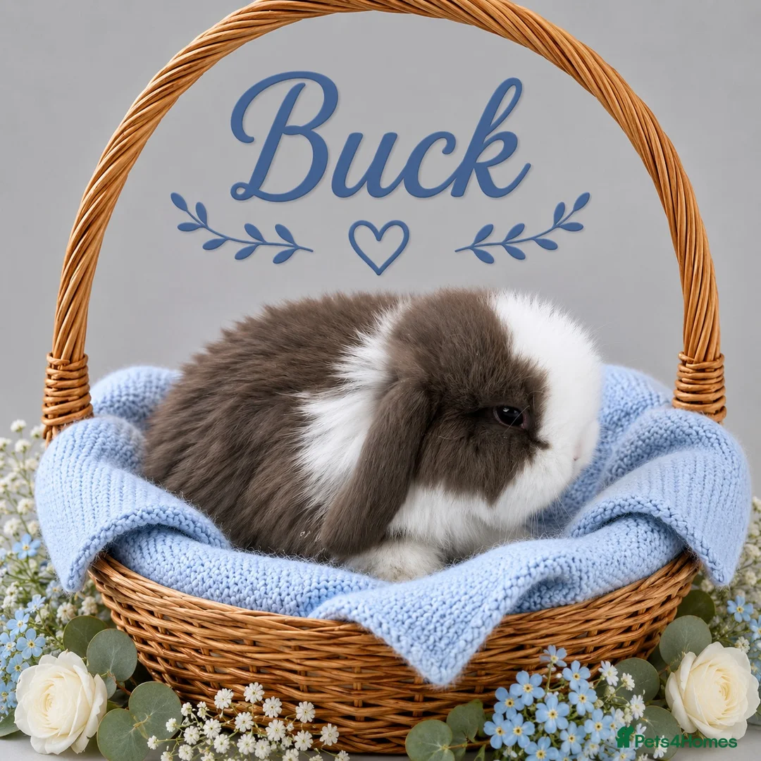 Mini Lop rabbits for sale: Pure breed Mini Lops - Advert 1