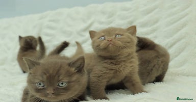 British Shorthair cats Stunning BHS Champions blood lines kittens  - Advert 4