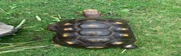Tortoise reptiles for sale: RED FOOTED TORTOISE MALE 30 YEARS OLD - Advert 9