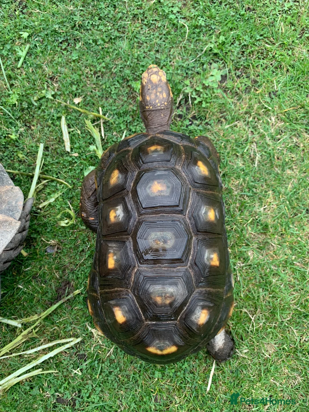 Tortoise reptiles for sale: RED FOOTED TORTOISE MALE 30 YEARS OLD - Advert 9