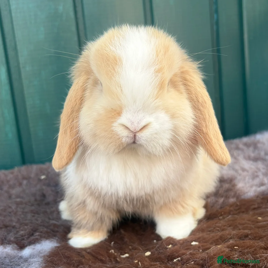 Mini Lop rabbits for sale: Mini Lops - Advert 2