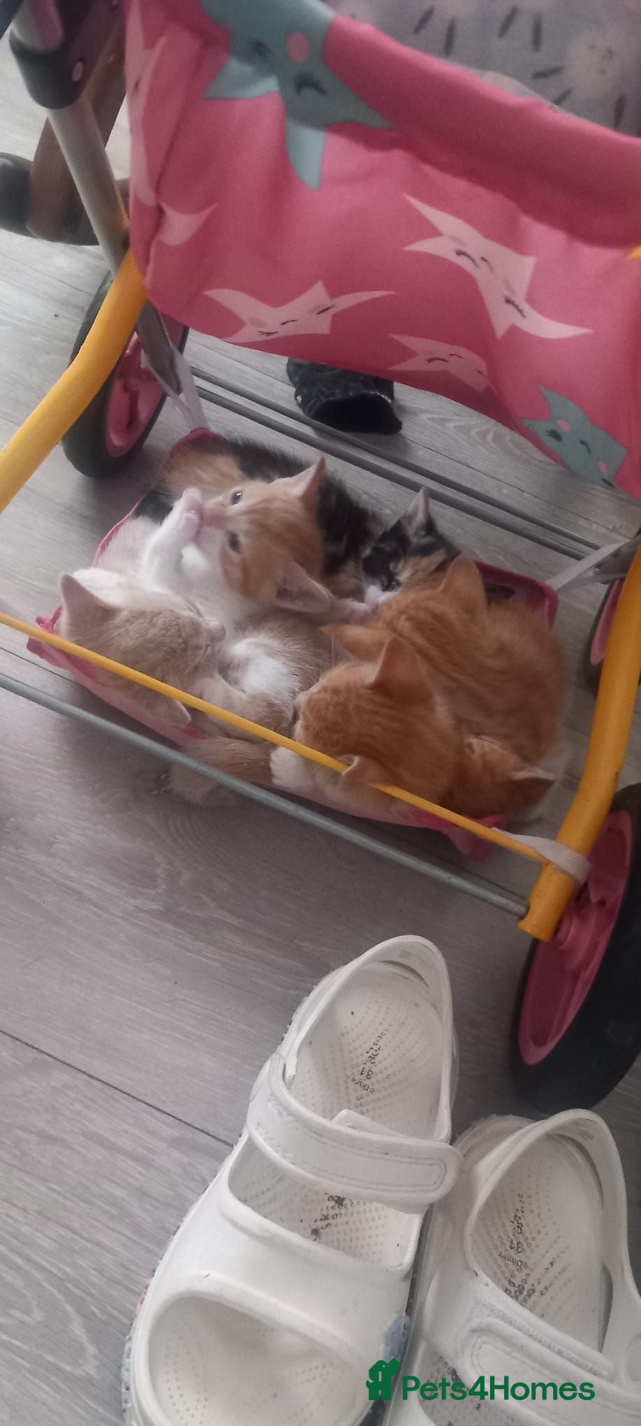Mixed Breed cats female kittens - Advert 2