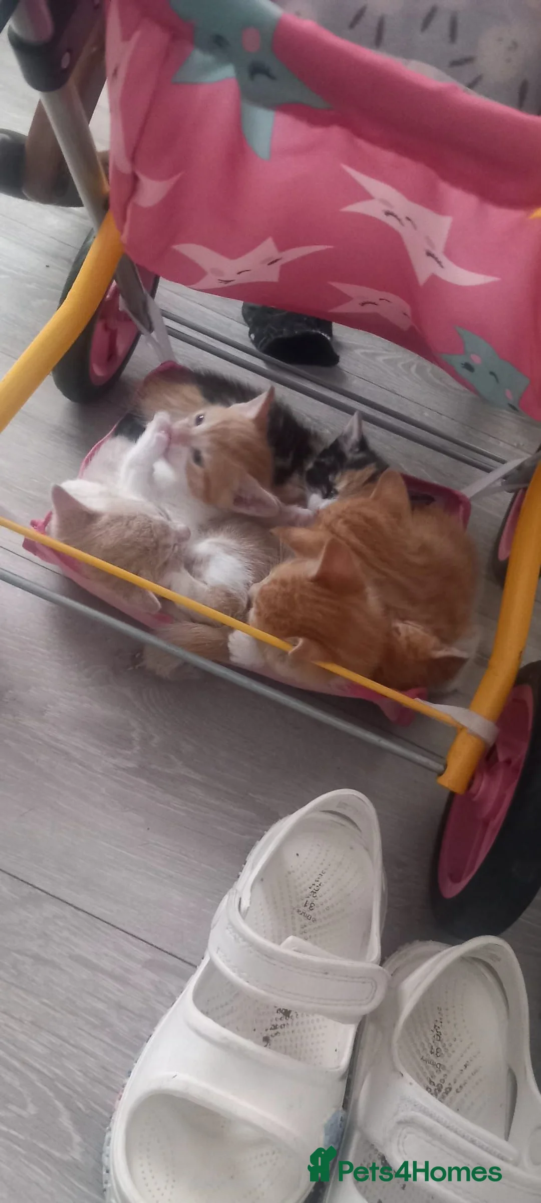 Mixed Breed cats for adoption: female kittens - Advert 2