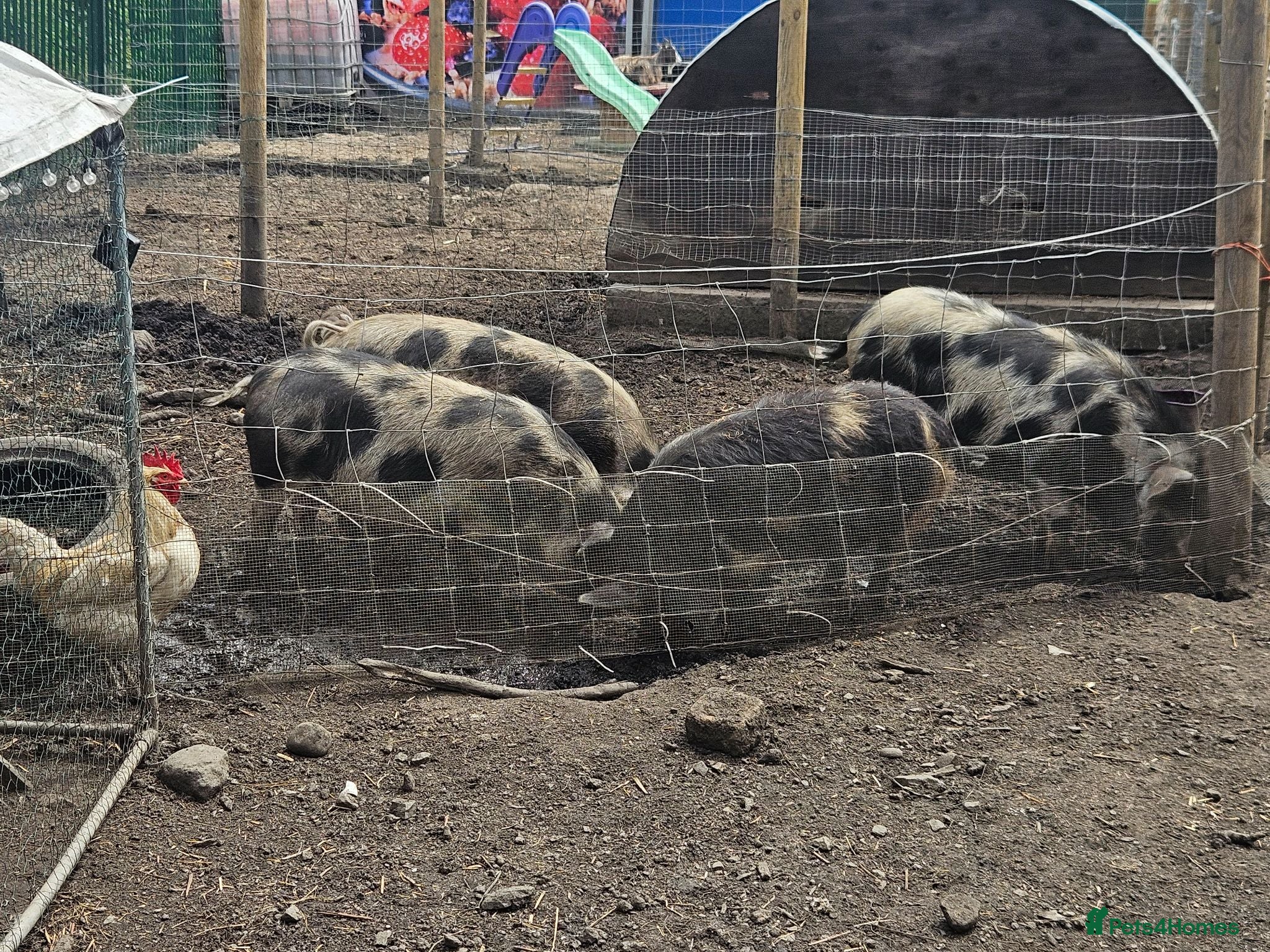 Pig livestock Kunekune pigs  - Advert 2