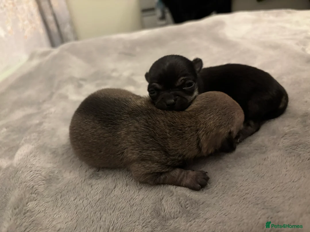Chihuahua dogs for sale: 2 Chihuahua pups looking for their forever homes - Advert 1