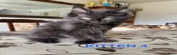 Maine Coon cats for sale: LARGE MAINE COON KITTENS - Advert 8