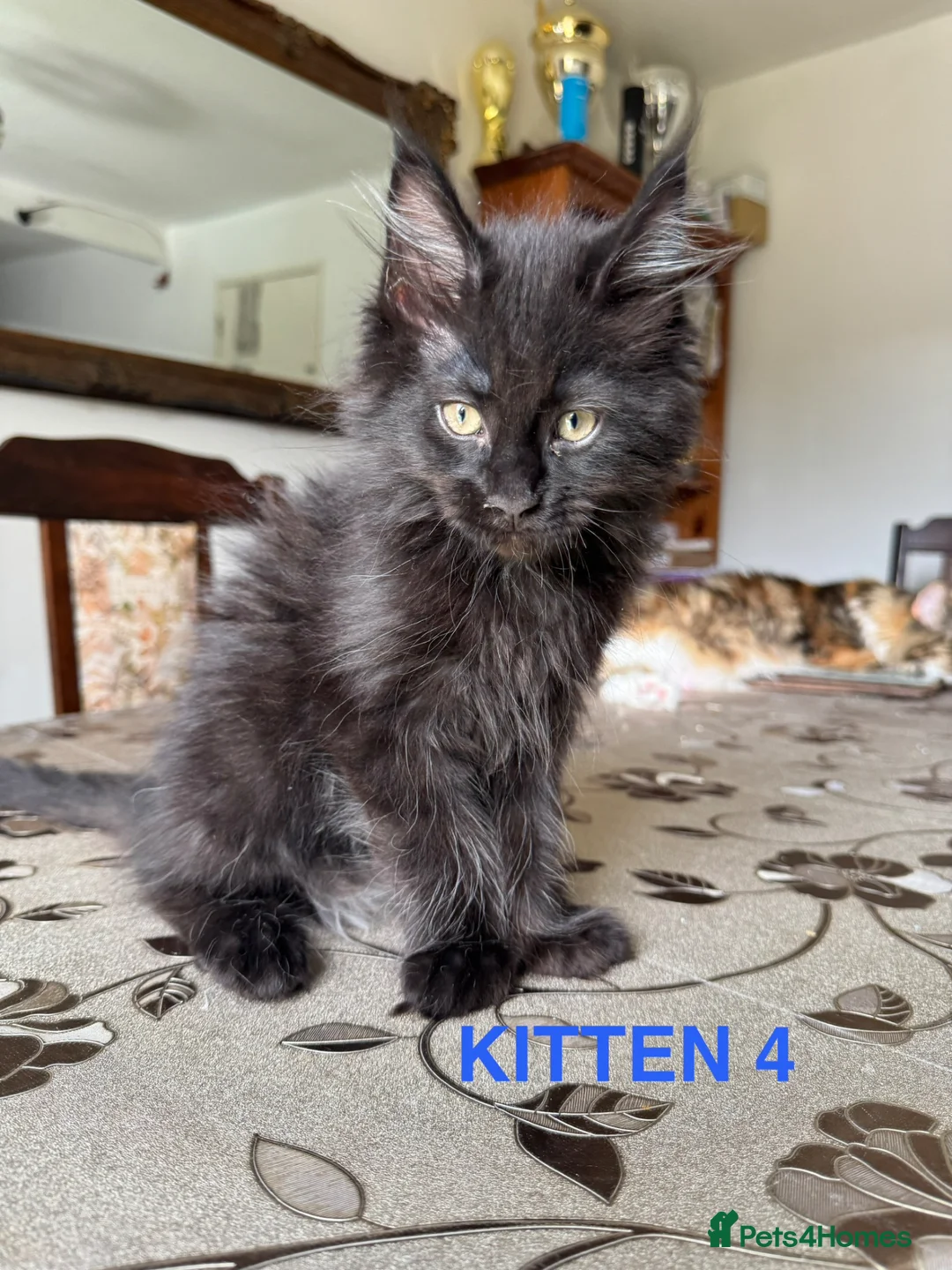 Maine Coon cats for sale: LARGE MAINE COON KITTENS *2Left* - Advert 12