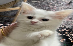 British Longhair cats for sale: Male British shorthair x Bengal  - Image 1