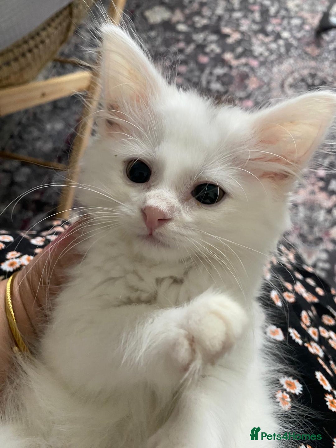 British Longhair cats for sale: Male British shorthair x Bengal  - Image 1