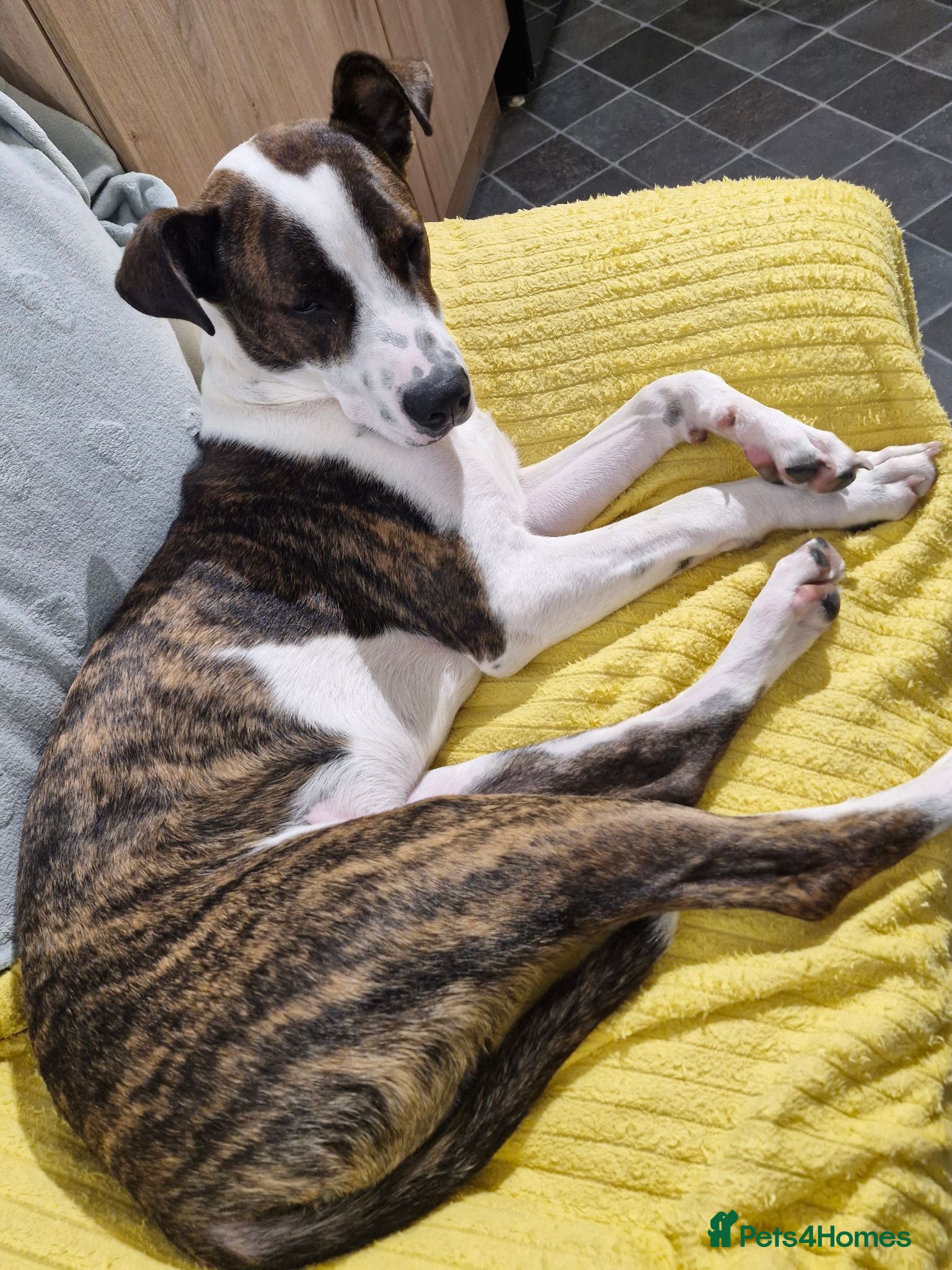 Mixed Breed dogs American Bull Terrier x Lurcher - Advert 10