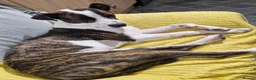 Mixed Breed dogs for sale: American Bull Terrier x Lurcher in Nottingham - Advert 1